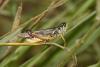 Melanoplus sp.